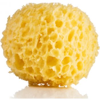 Éponge de Bain