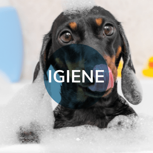 Igiene